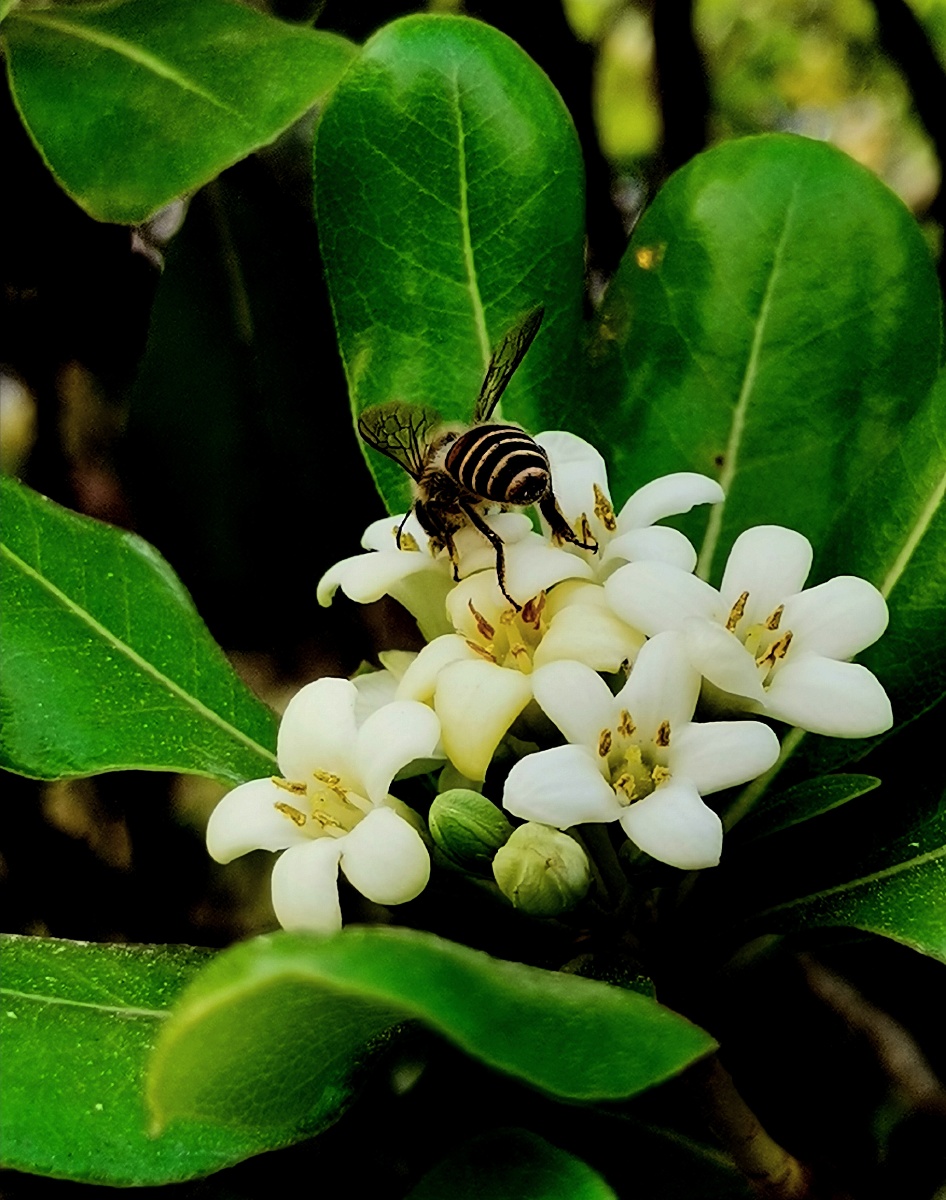 白色海桐花四季常青花香清幽春天花开绿植景观植物手机摄影