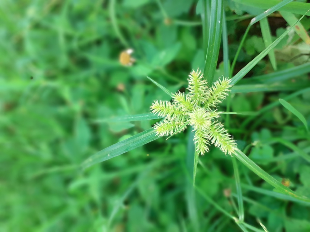 不知道名的小草 清绿草坪 野草 - 松柏之子御风而行 - 图虫