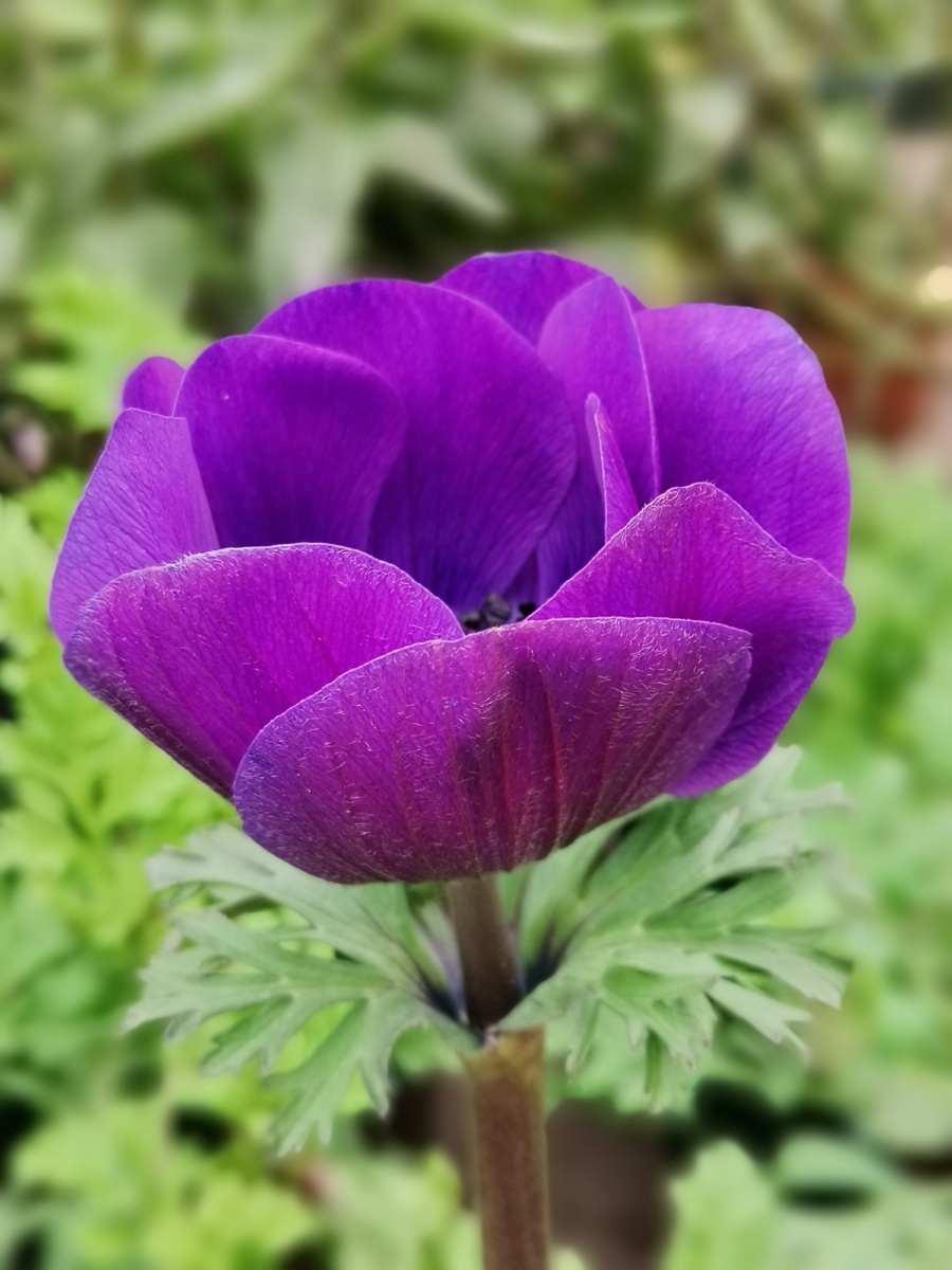 紫色的银莲花 嫉妒 淡去的爱 花卉摄影 手机摄影