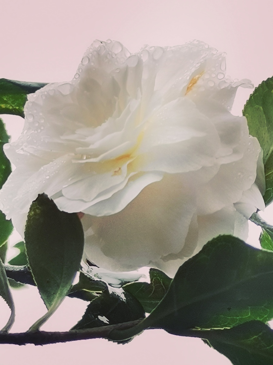 完美恋人白山茶花雨中山茶花手机摄影底图直出