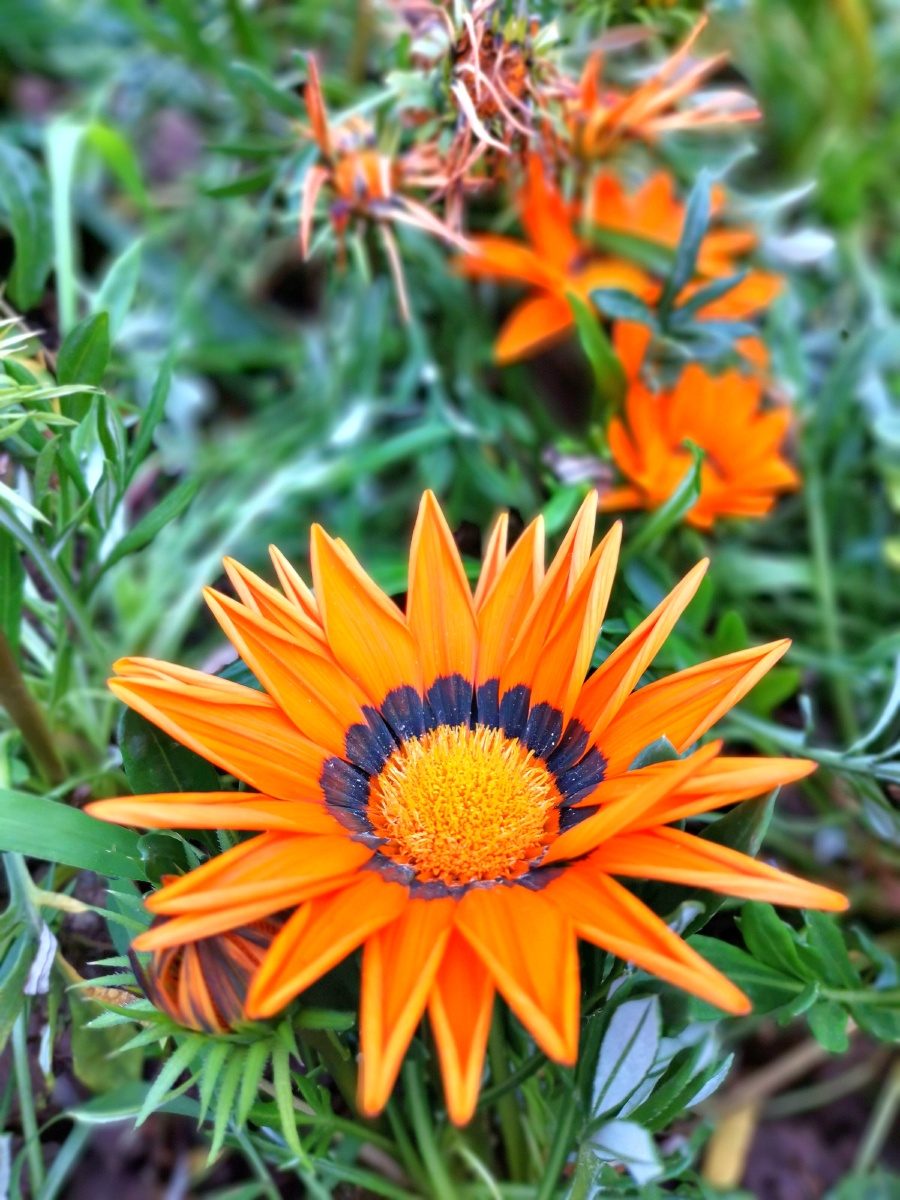 勋章菊 非洲太阳花 手机摄影 花卉特写 - 松柏之子御风而行 - 图虫
