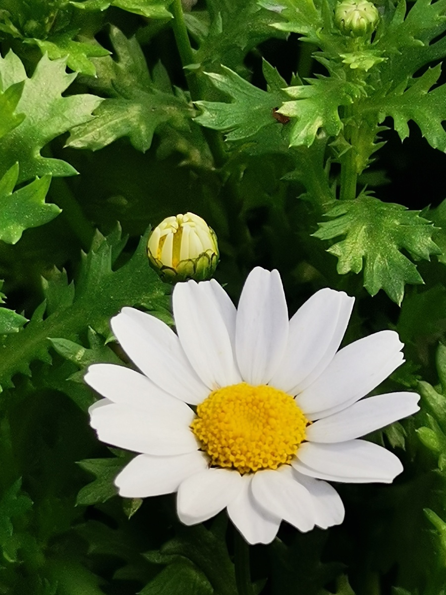 小白菊 菊花特写 手机摄影底图