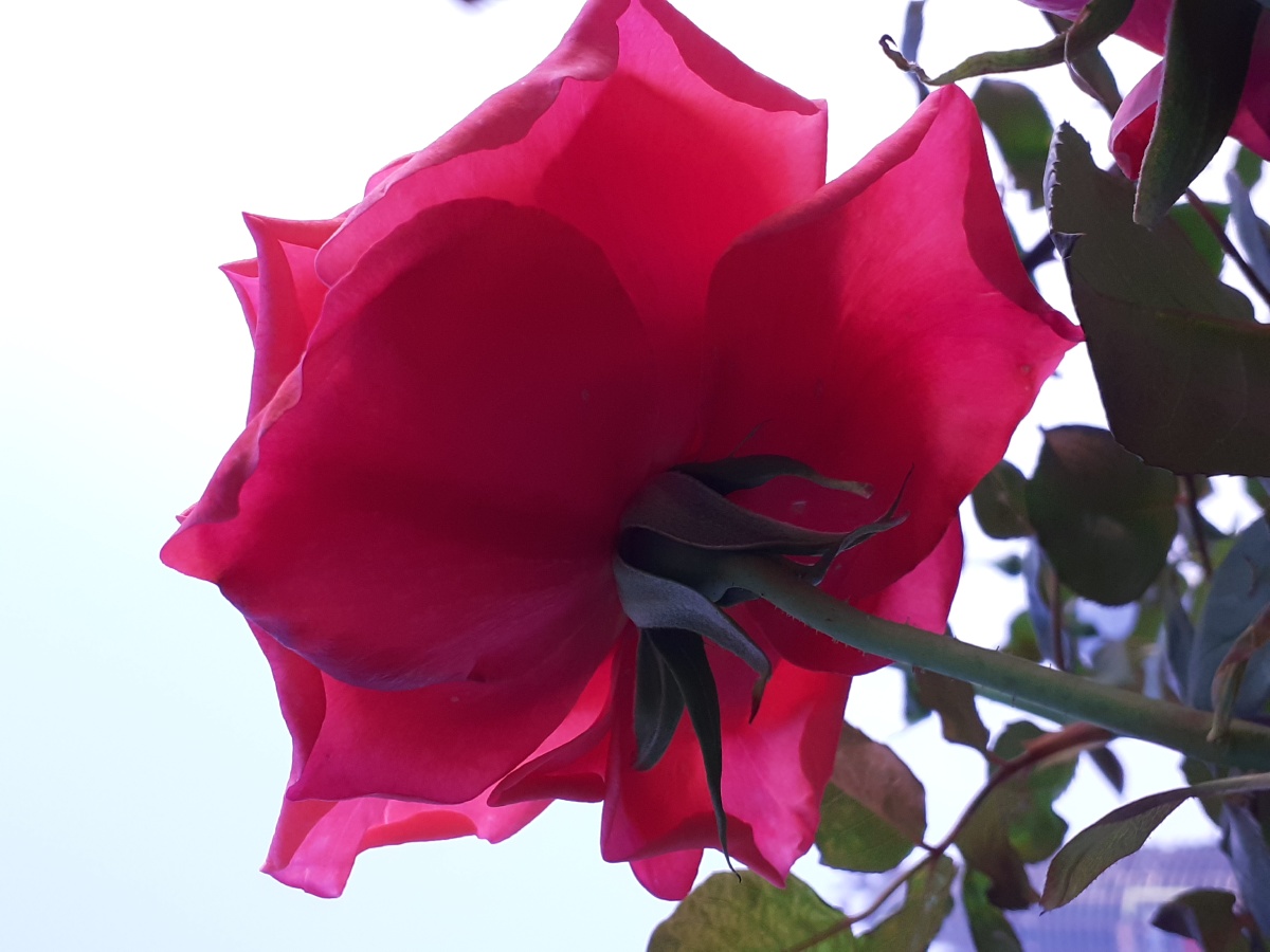 玫瑰正艳红色玫瑰仰拍玫瑰手机摄影原图