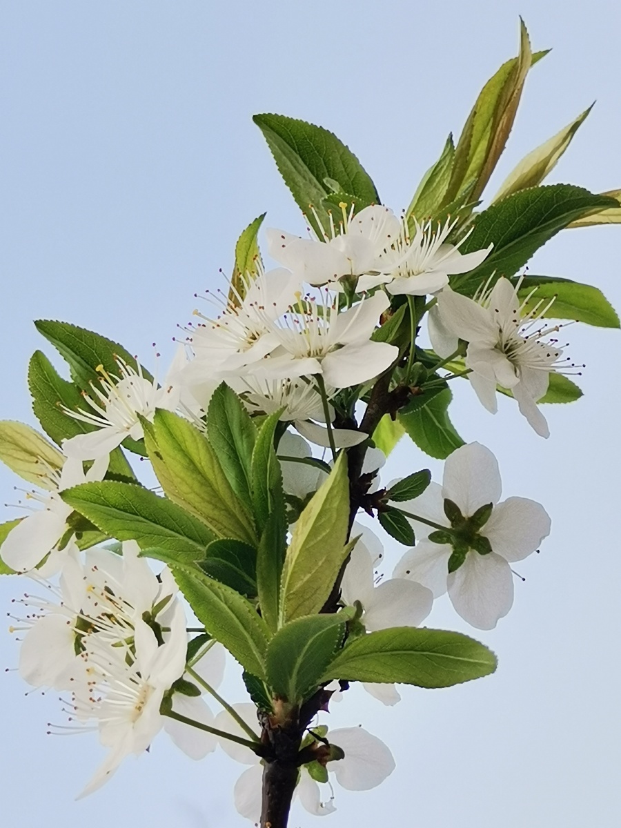 青春正旺白色李花春季三月花期手机摄影底图