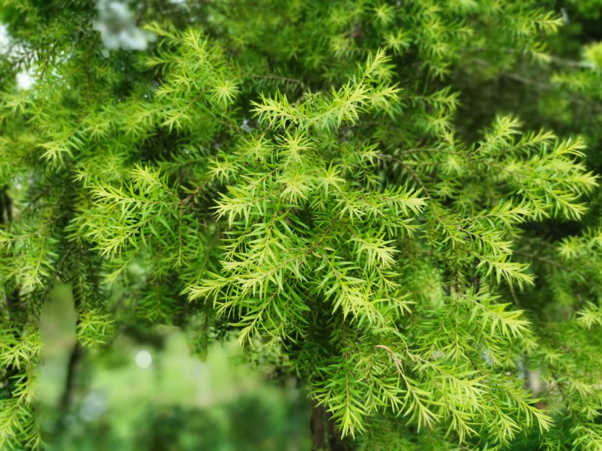 夏天公园里的一花一草