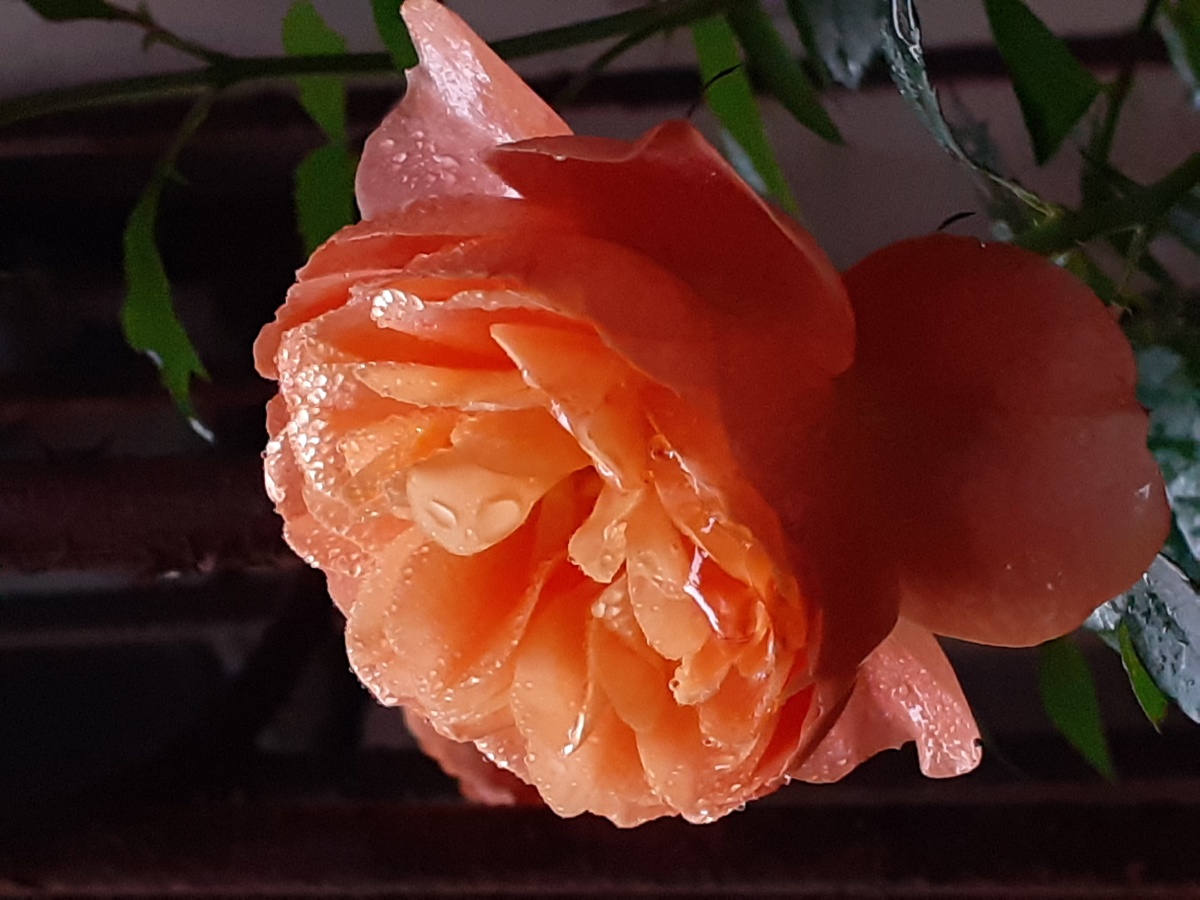 阳台上橘红色的月季手机摄影底图直发