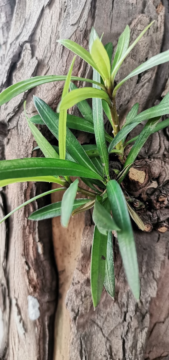 节外生枝罗汉松树皮与叶手机摄影底图直出