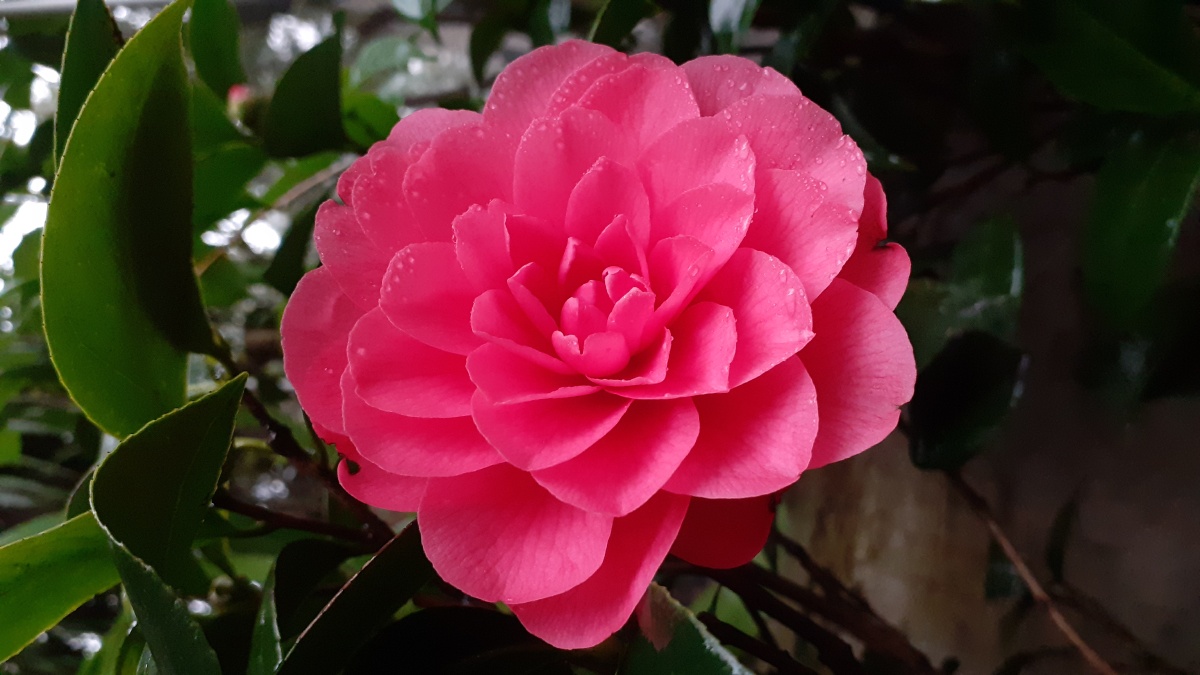 雨中大红色的山茶花手机摄影底图直出