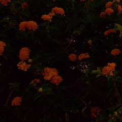 7554A6FA-C737-43A0-950B-854B0B678505/L0/001