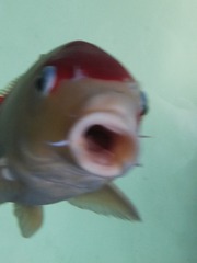2013529