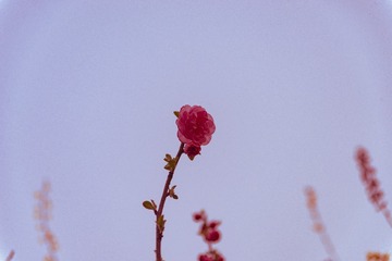 0032C5CB-302C-4BA8-A62C-A2599E5312BC/L0/001