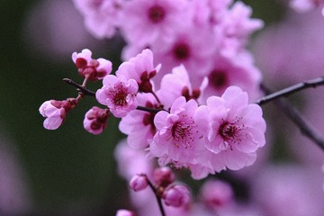 5F6068BE-81AB-4569-B213-D6886D7F1BBE/L0/001