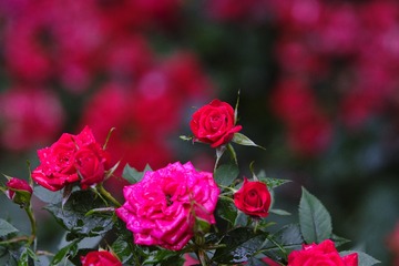 00DEA63B-738D-41B6-A459-298EBF984C3A/L0/001