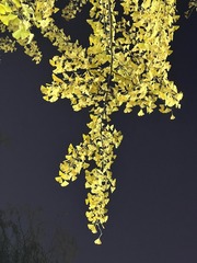 1F25D7D6-6FBD-4AAB-84B7-400A037161FF/L0/001