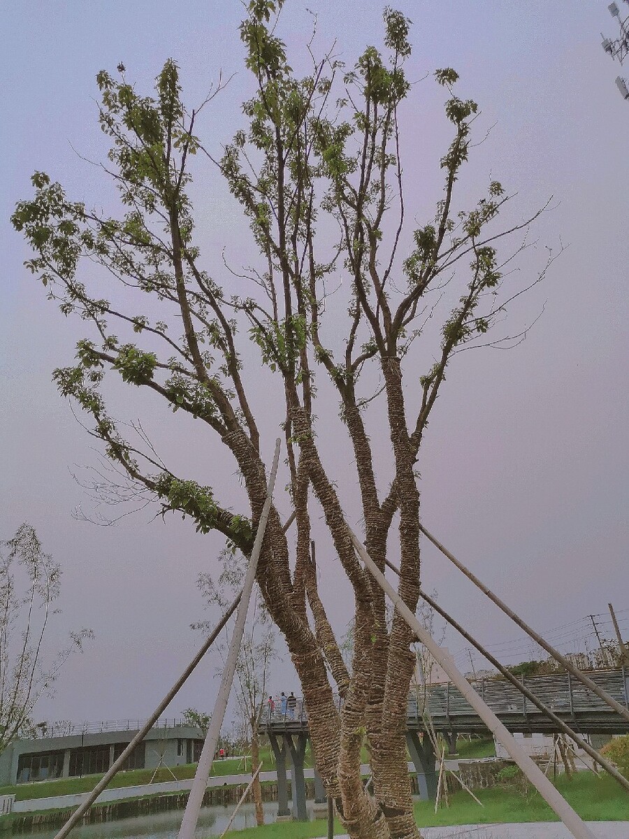 暮色下的春意