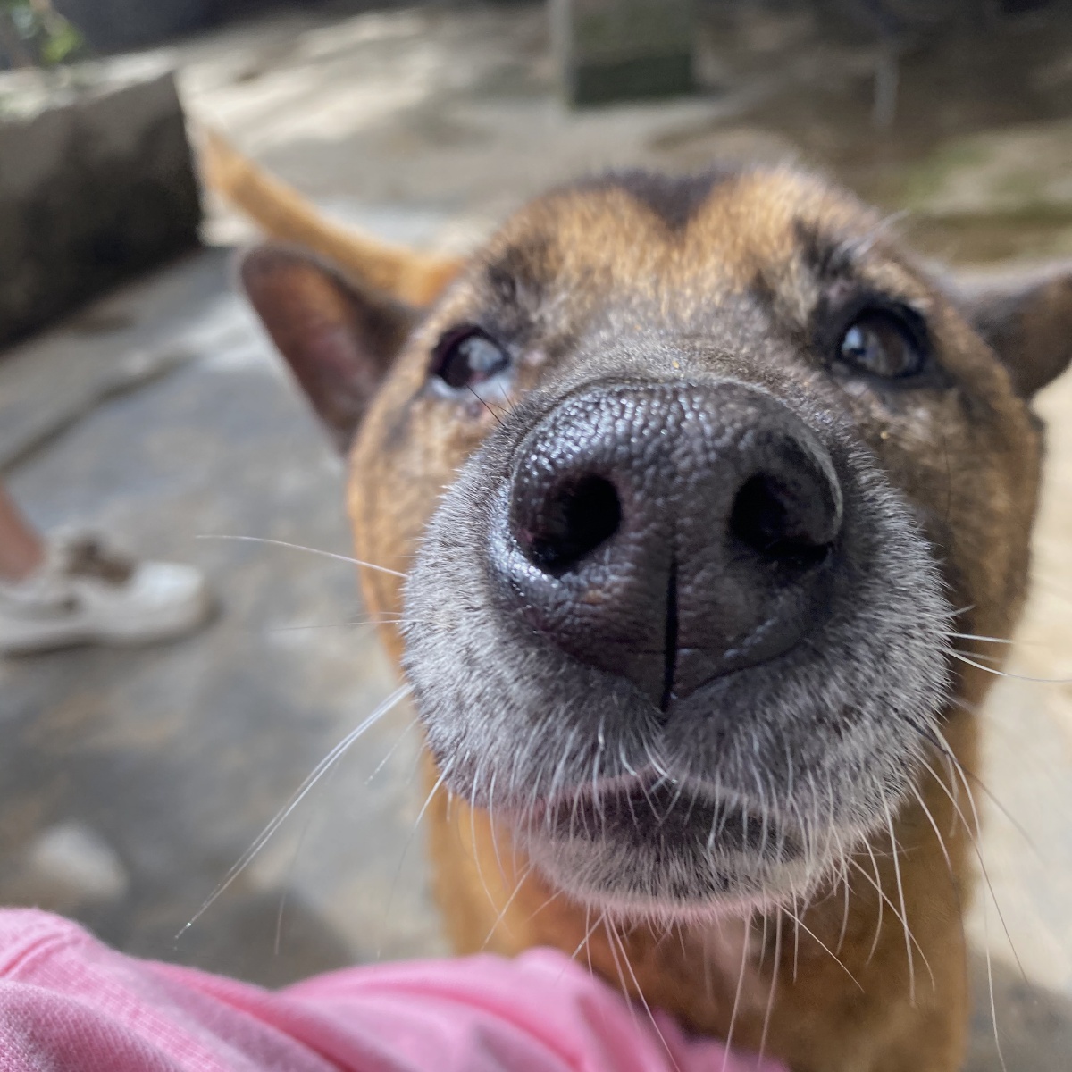 流浪狗眼神里的渴望是最真诚的