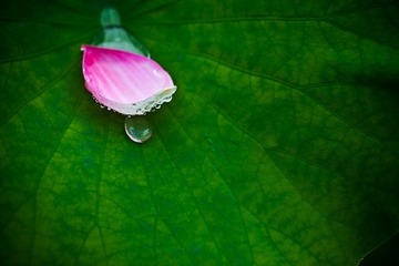 荷