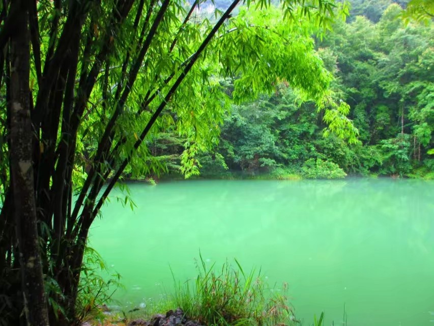 静谧的绿色让人心境平和不管从前不畏将来