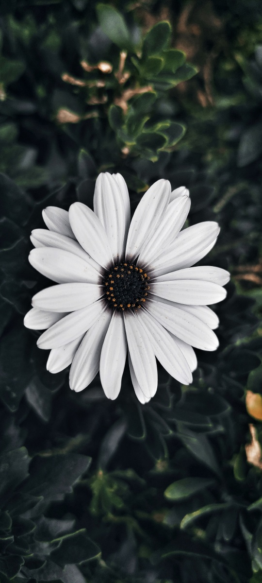 送你一朵小花花