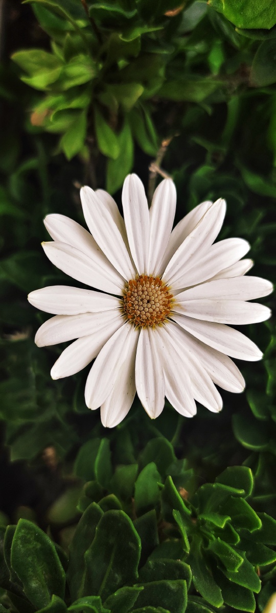 送你一朵小花花