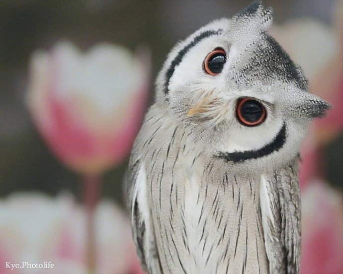 不是原创图片鉴赏歪头杀