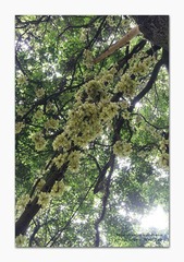 禾雀花