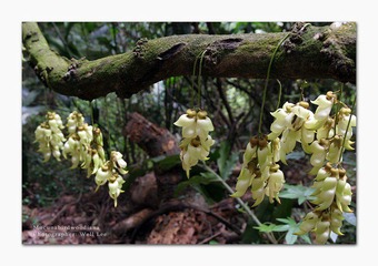 禾雀花