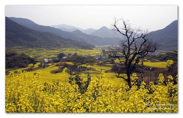 漫山遍野的油菜花