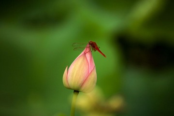 IMG_3130