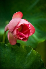 IMG_3156