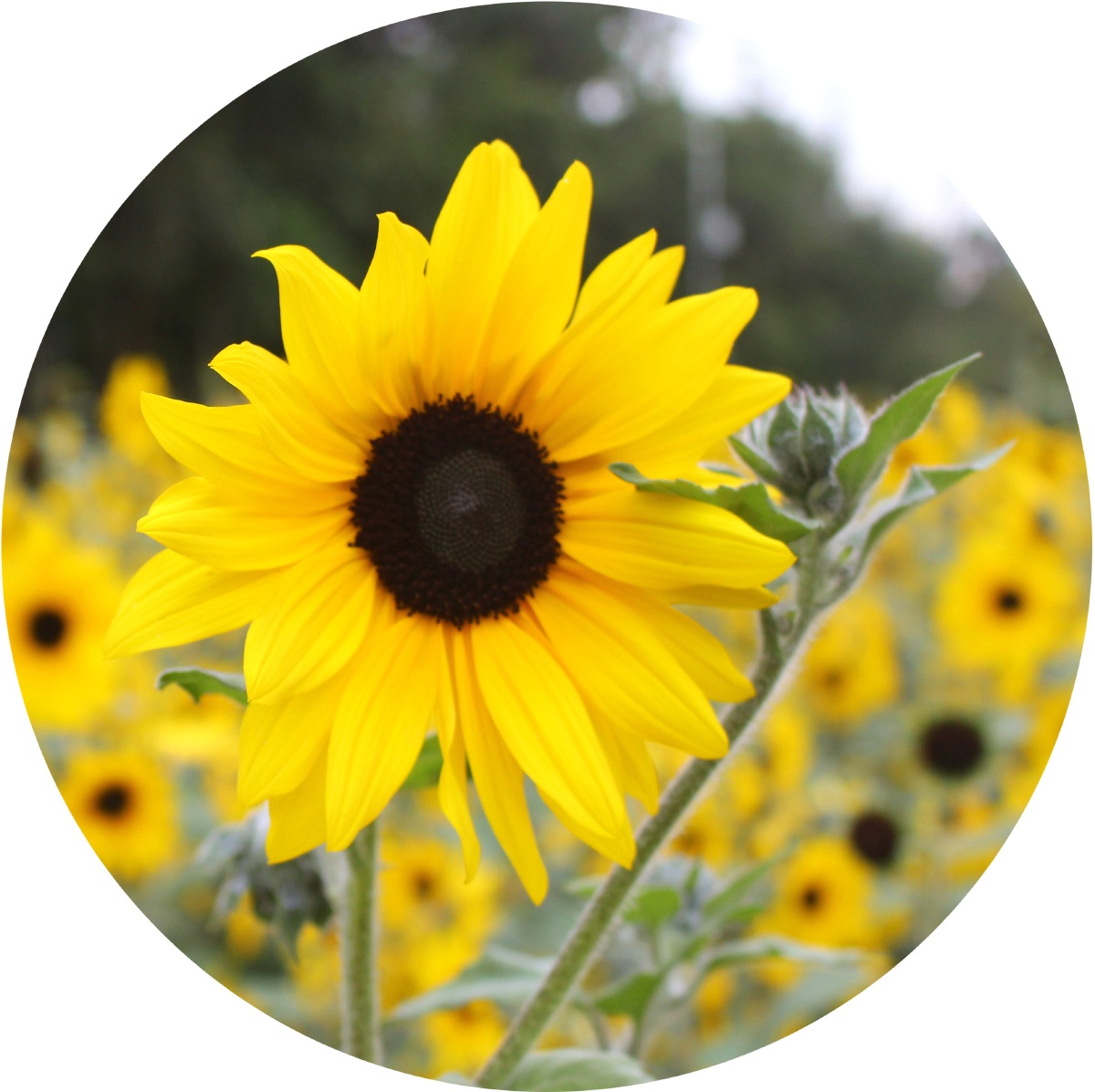 向日葵 - 红叶2021 - 图虫