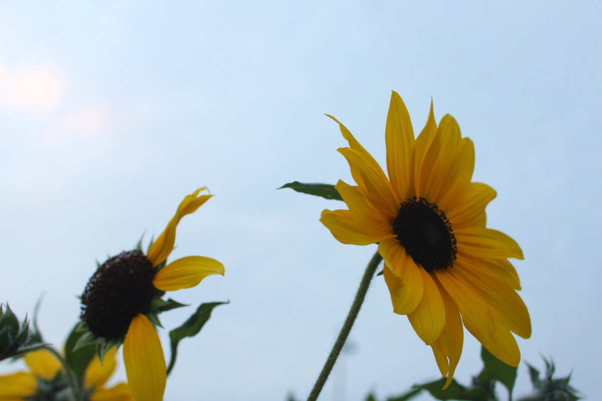 向日葵 - 红叶2021 - 图虫