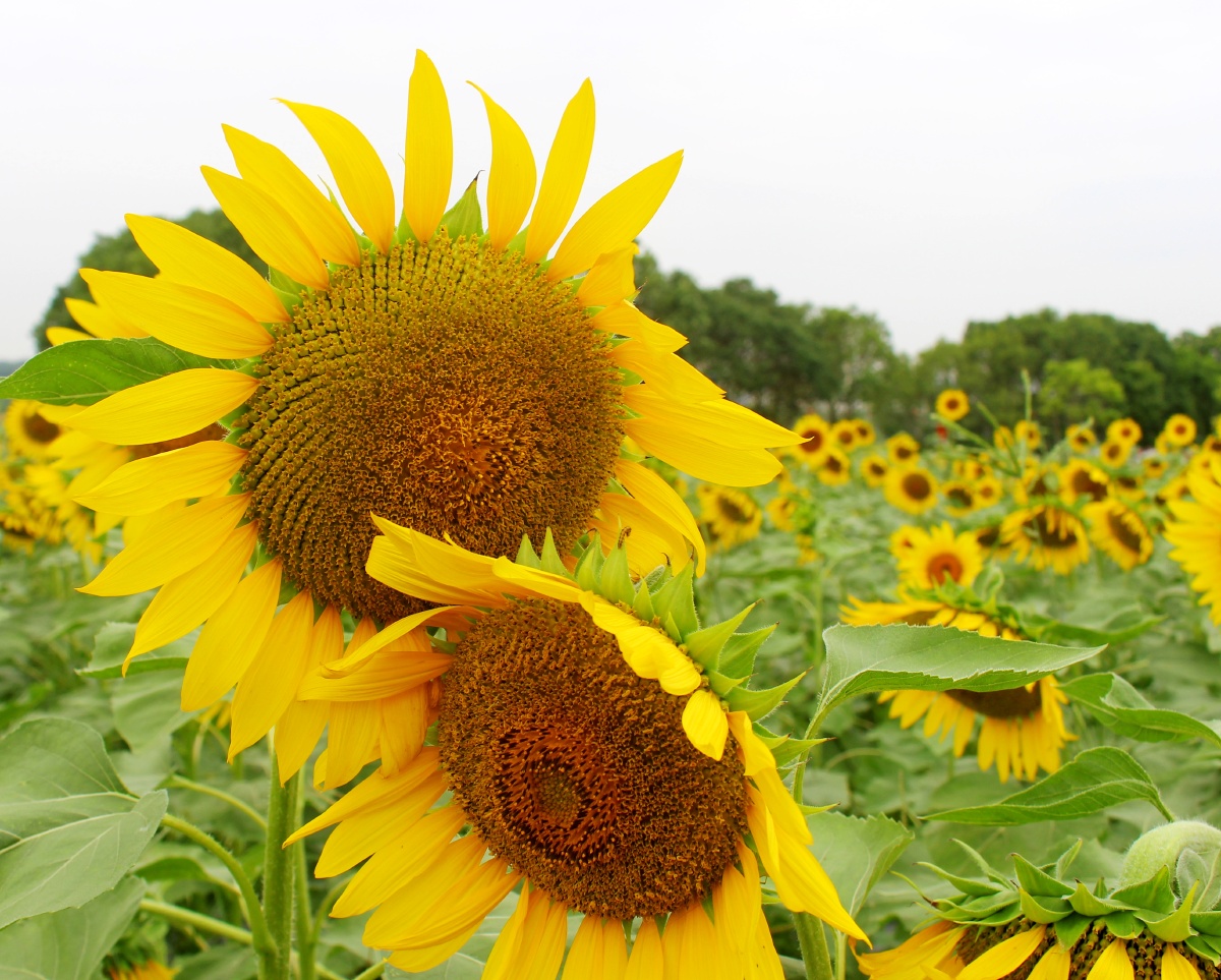 向日葵 - 红叶2021 - 图虫