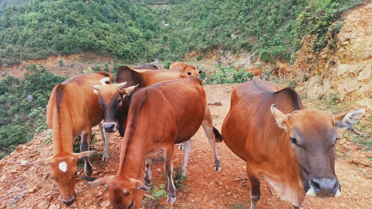 大芒山的一群黄牛,个个龙精虎猛.