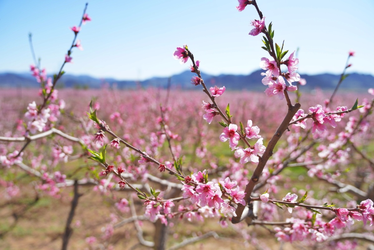 北京平谷桃花海2021年北京平谷第二十三届桃花节开幕
