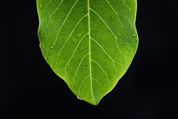 36506