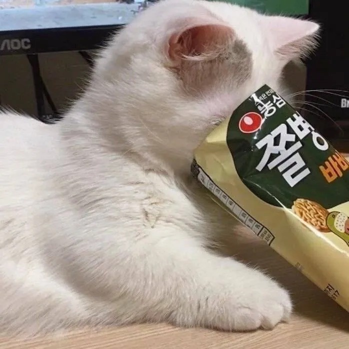 可爱猫猫头像