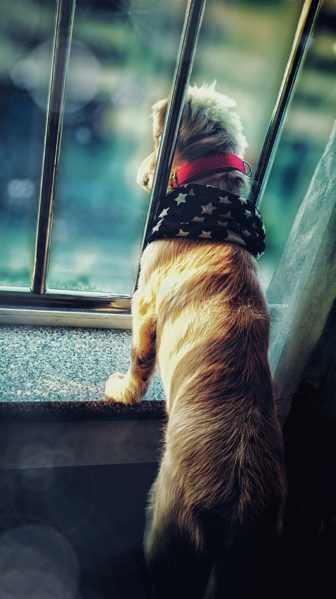眺望窗外的狗子