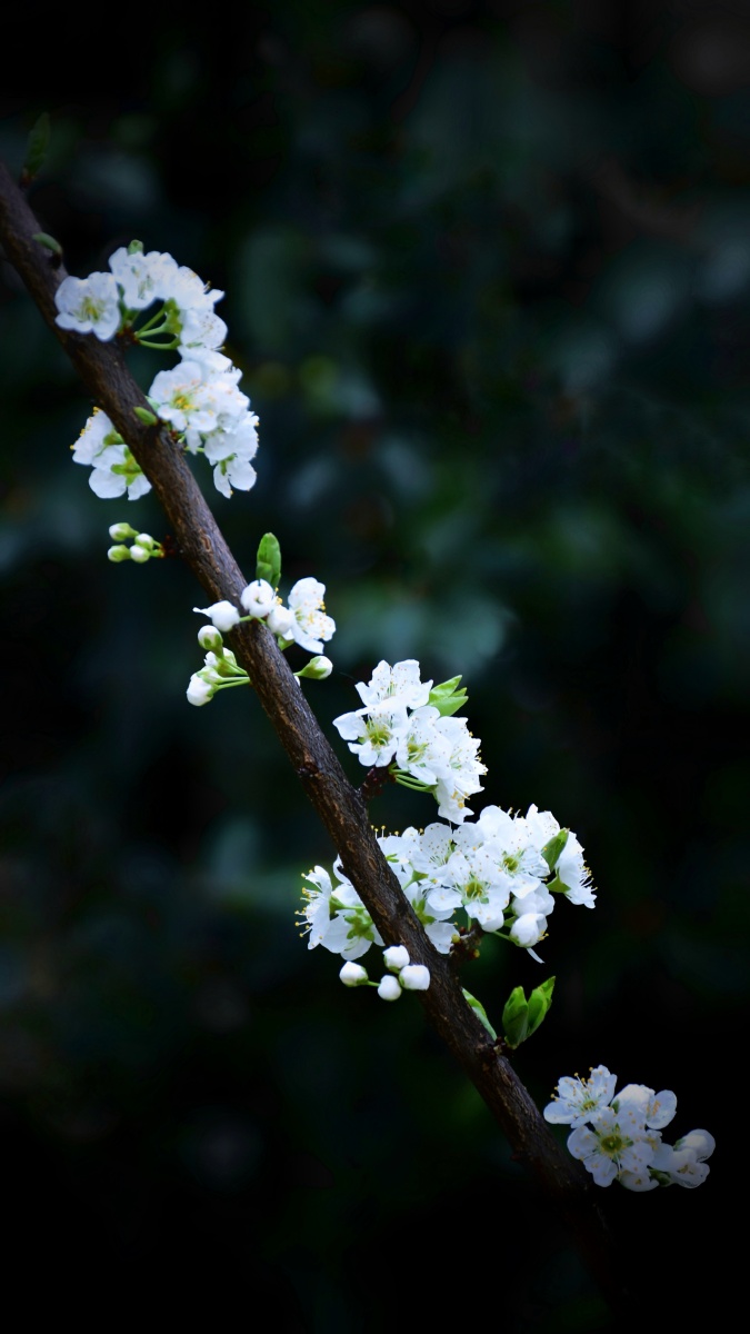 一枝梨花花满枝(4) - 懒猫摄瘾a - 图虫