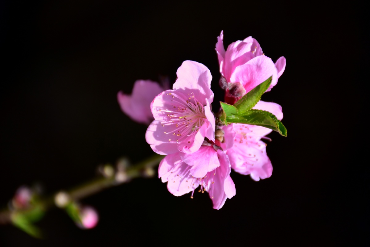 桃花桃之夭夭灼灼其华2