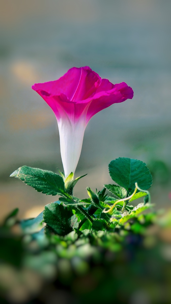 一朵红色的喇叭花