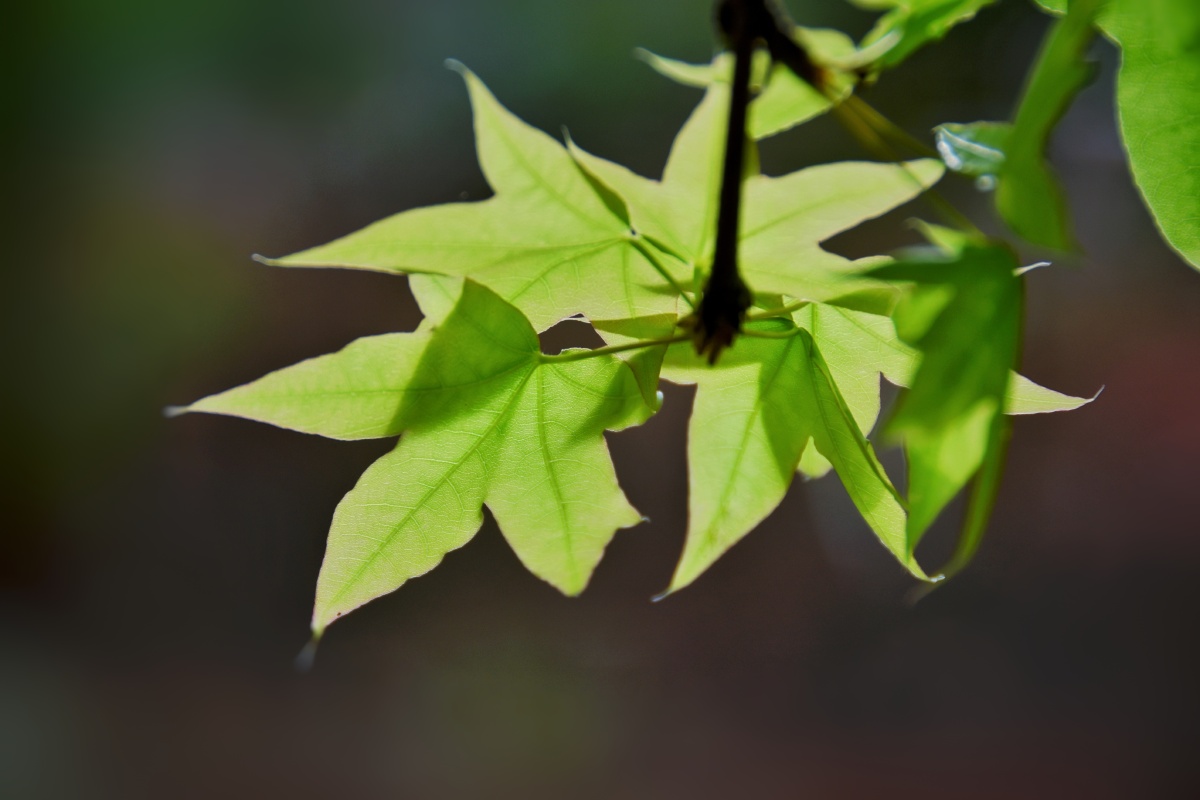枫叶特写,青葱岁月