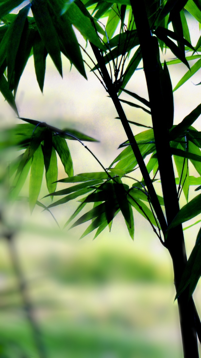 青竹,宁可食无肉,不同"机"无竹,16:9手机壁纸(2) - 懒猫摄瘾a - 图虫