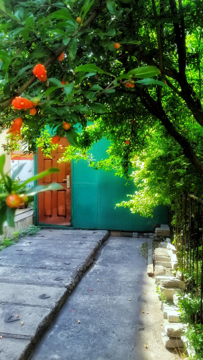 石榴树下的小院一角