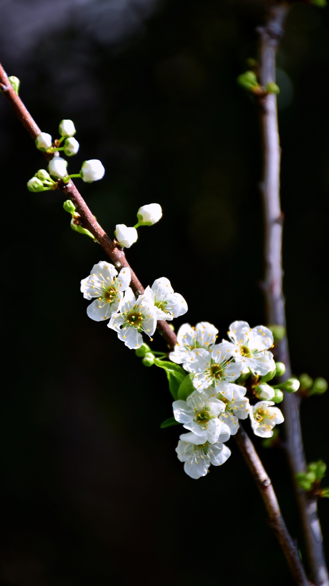 一枝梨花花满枝(1) - 懒猫摄瘾a - 图虫