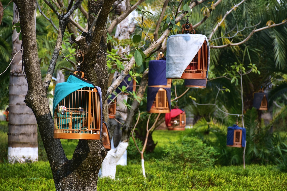 挂满鸟笼的树6摄于云南红河蒙自州体育场小树林