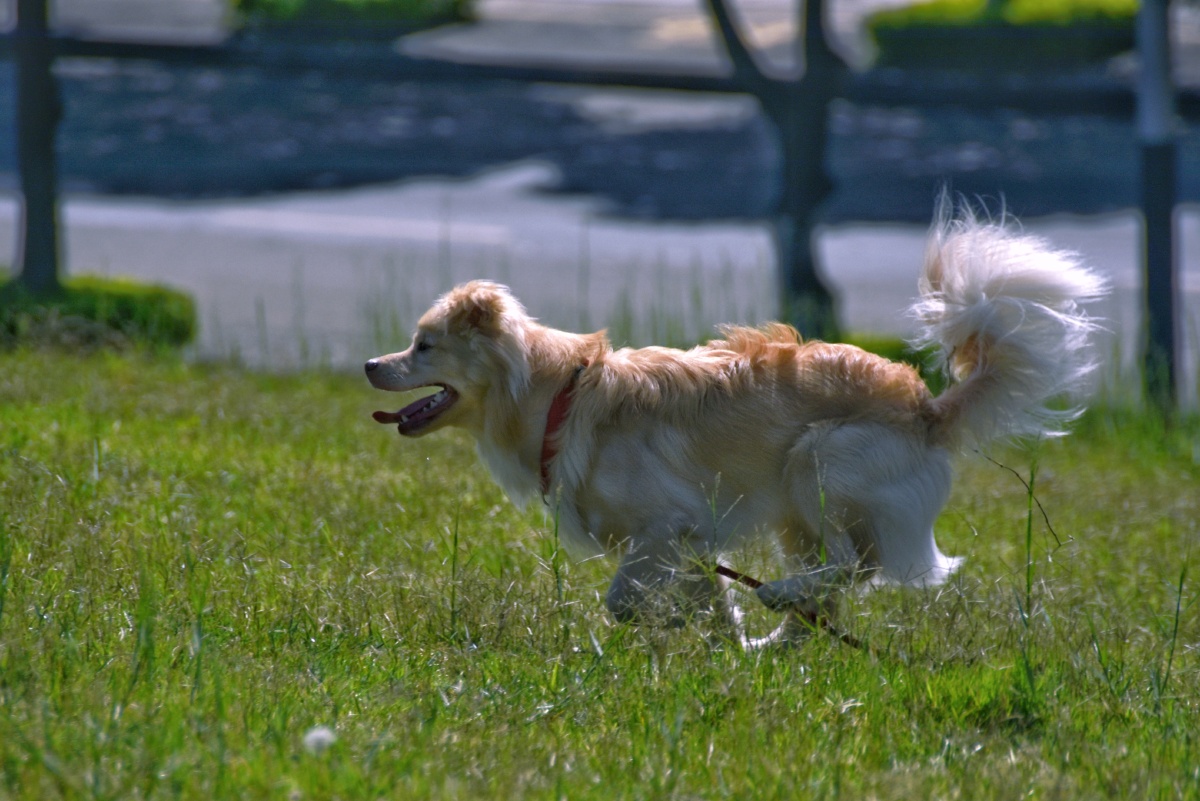 撒欢的小狗我家跳跳友情出镜3