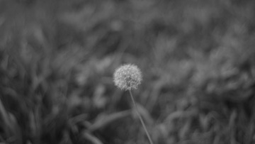 F319AD03-6D36-4EBA-81BE-719D44F445BE/L0/001