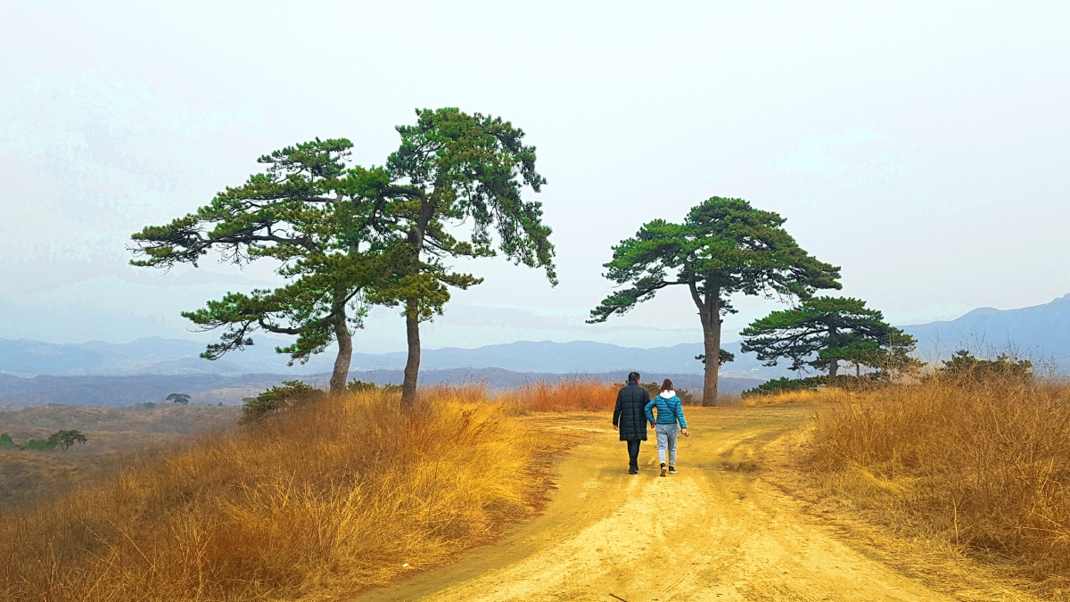 人和树一对伴侣行走在山顶有松树的山路上