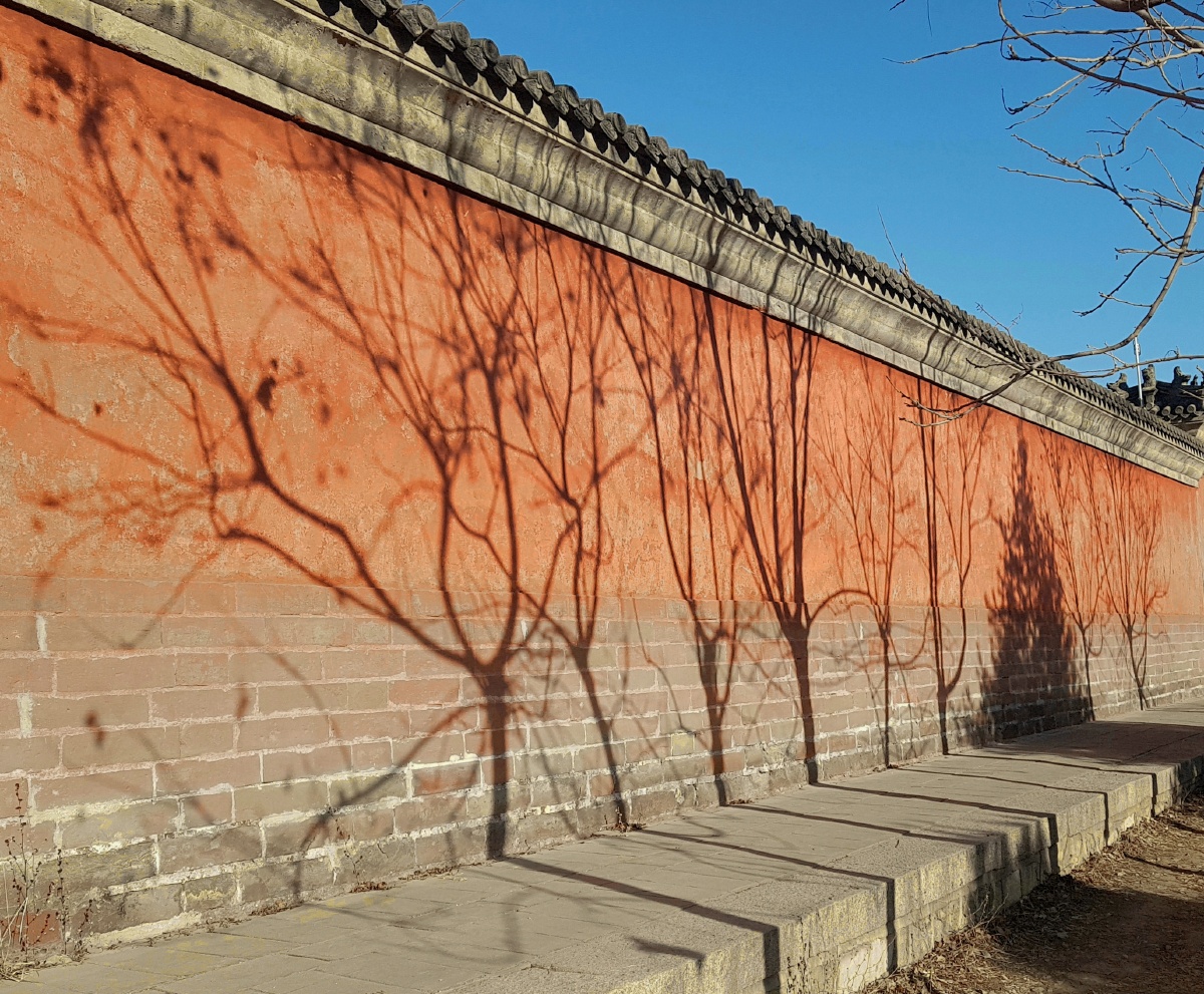 红墙光影清西陵景区阳光下被树影映照下的一段红墙